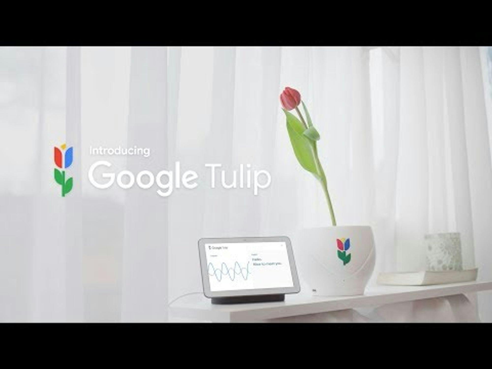 Introducing Google Tulip