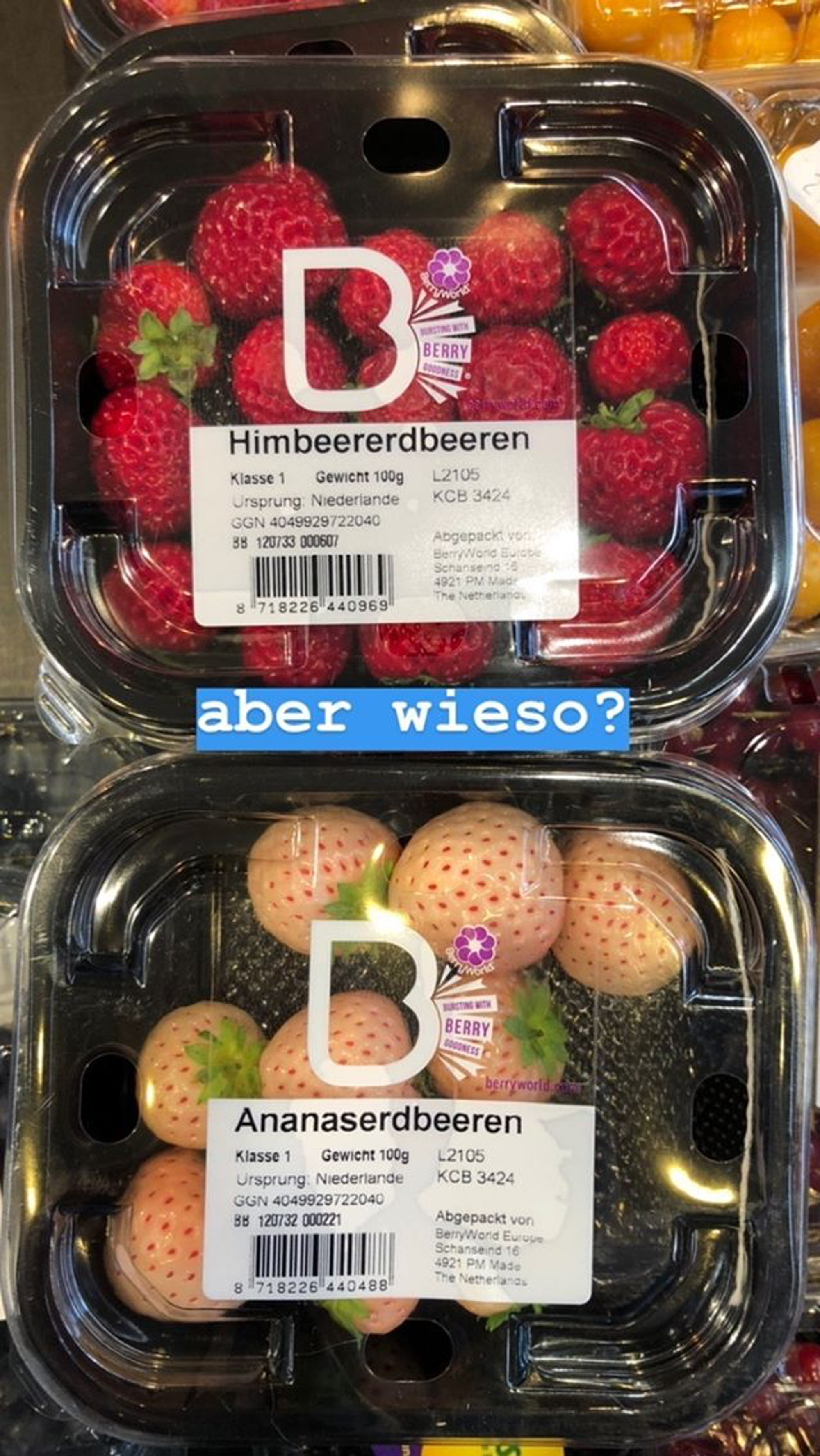 Where inpiration came from: genetically manipulated strawberries from The Netherlands.